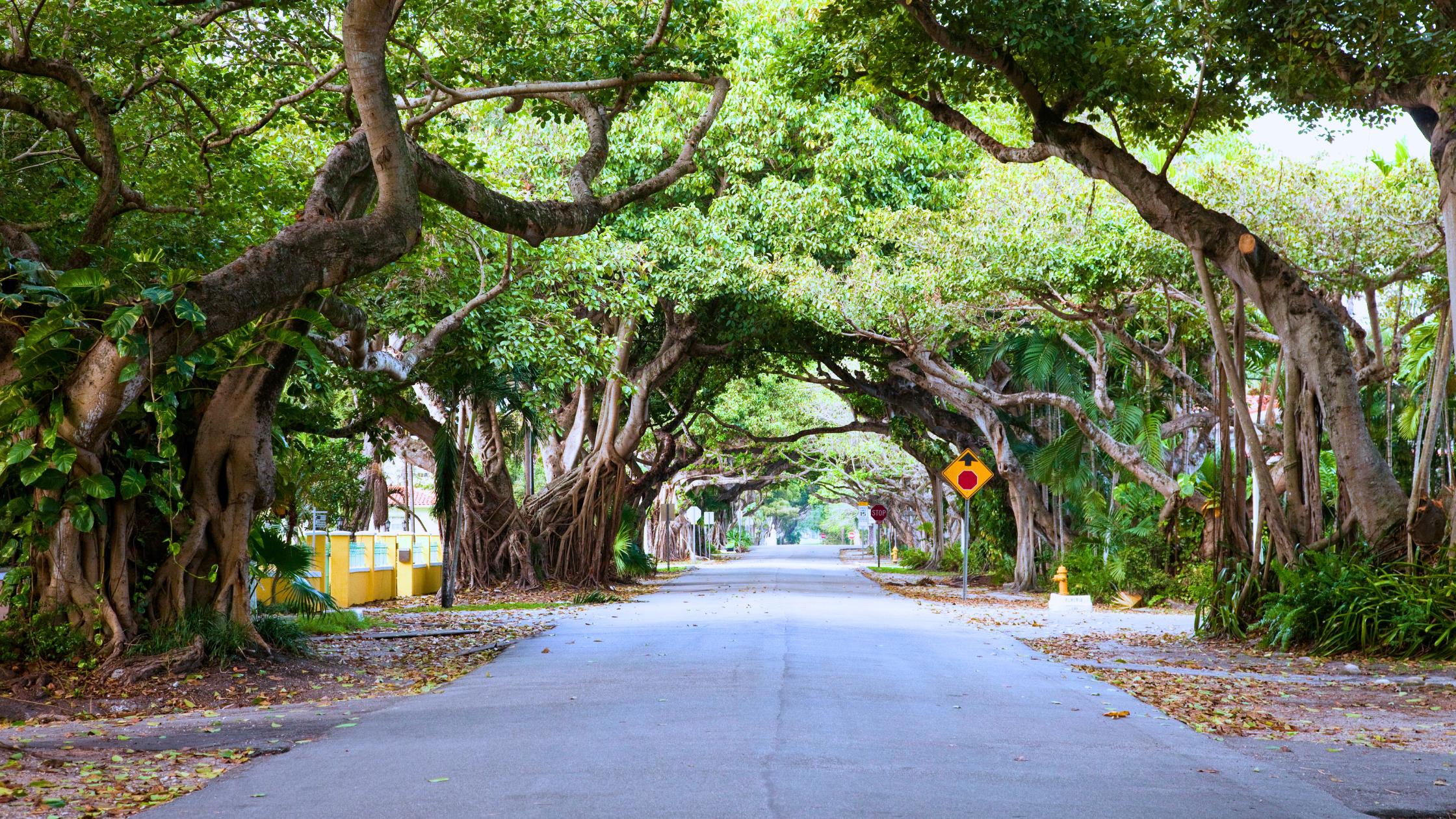 Tree-lined residential street in El Portal Miami with mature canopy over historic homes.