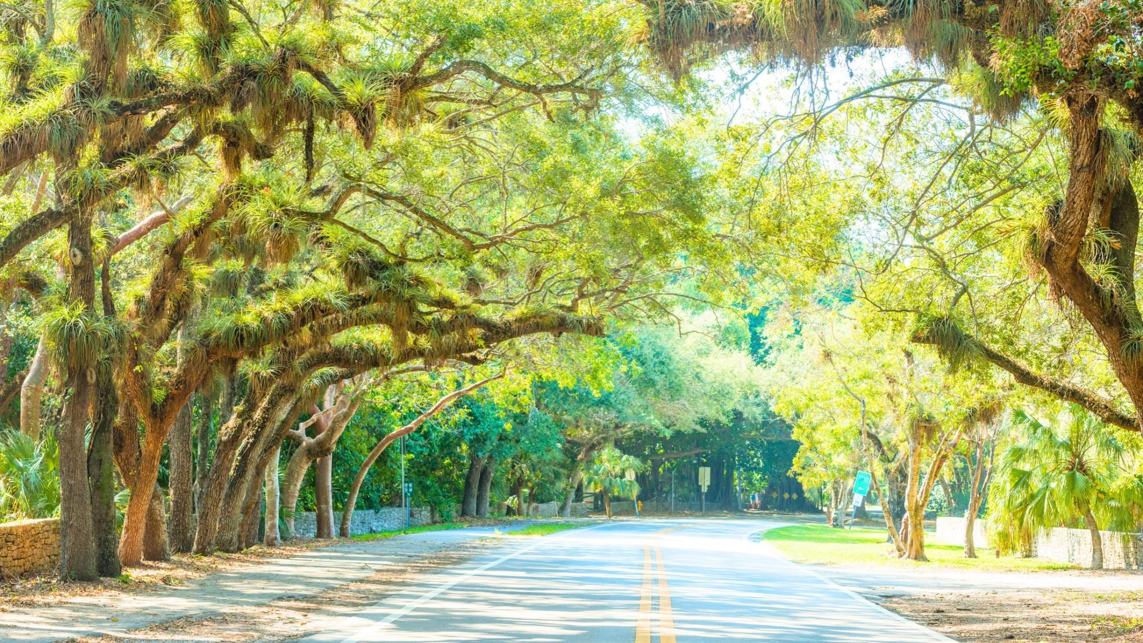 Oak-canopy residential street in Silver Bluff Miami on a sunny weekend morning.