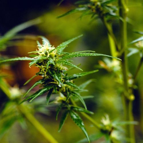 Cannabis and Title Insurance