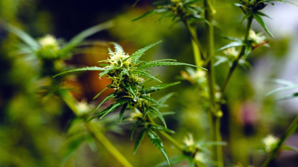 cannabis-shane-rounce-390475-unsplash-1024x576