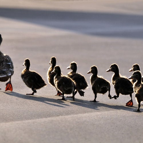 If It Walks Like a Duck and Quacks Like a Duck, It’s Probably Rent Control