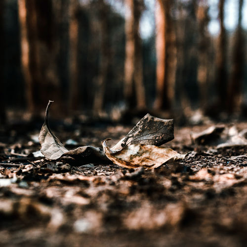 Don’t Get Caught Without Fire Insurance