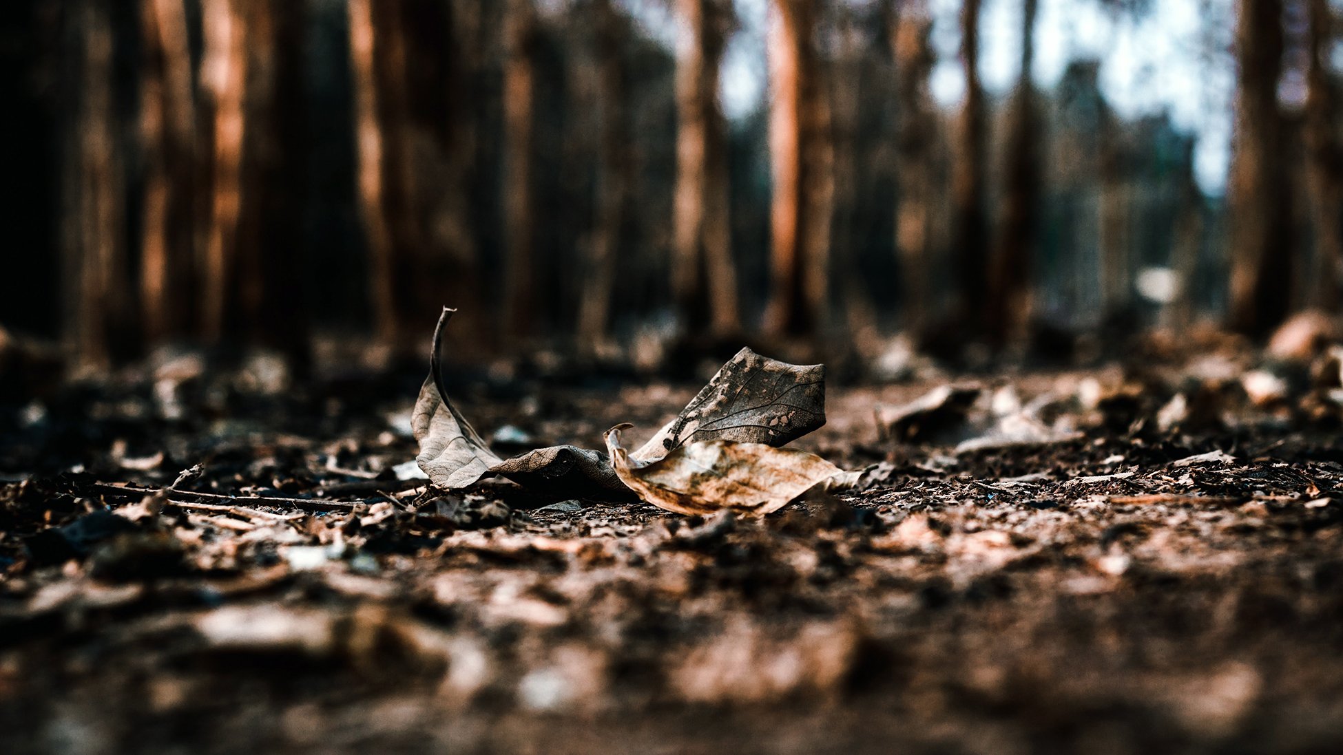 Ashes and leaves on the ground of a forest