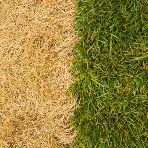 The Futility of Searching for Greener Grass