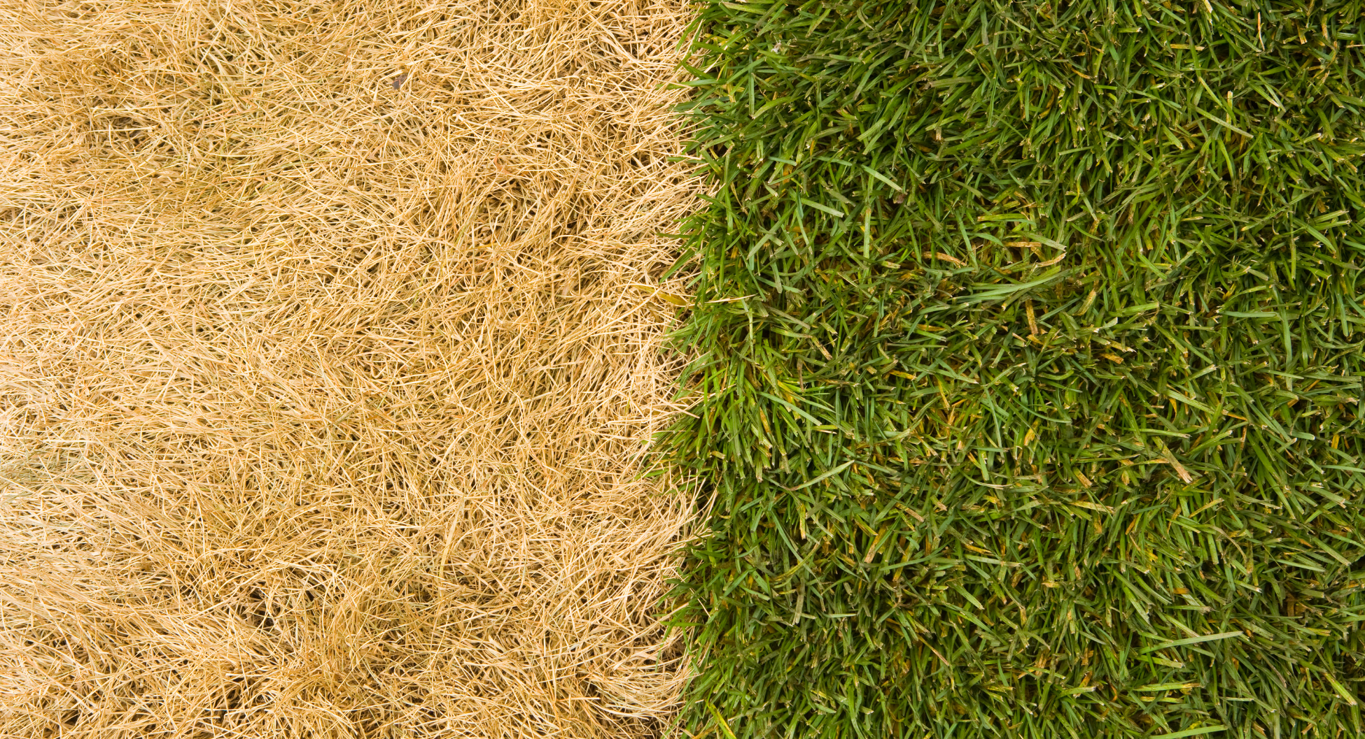 Greener Grass
