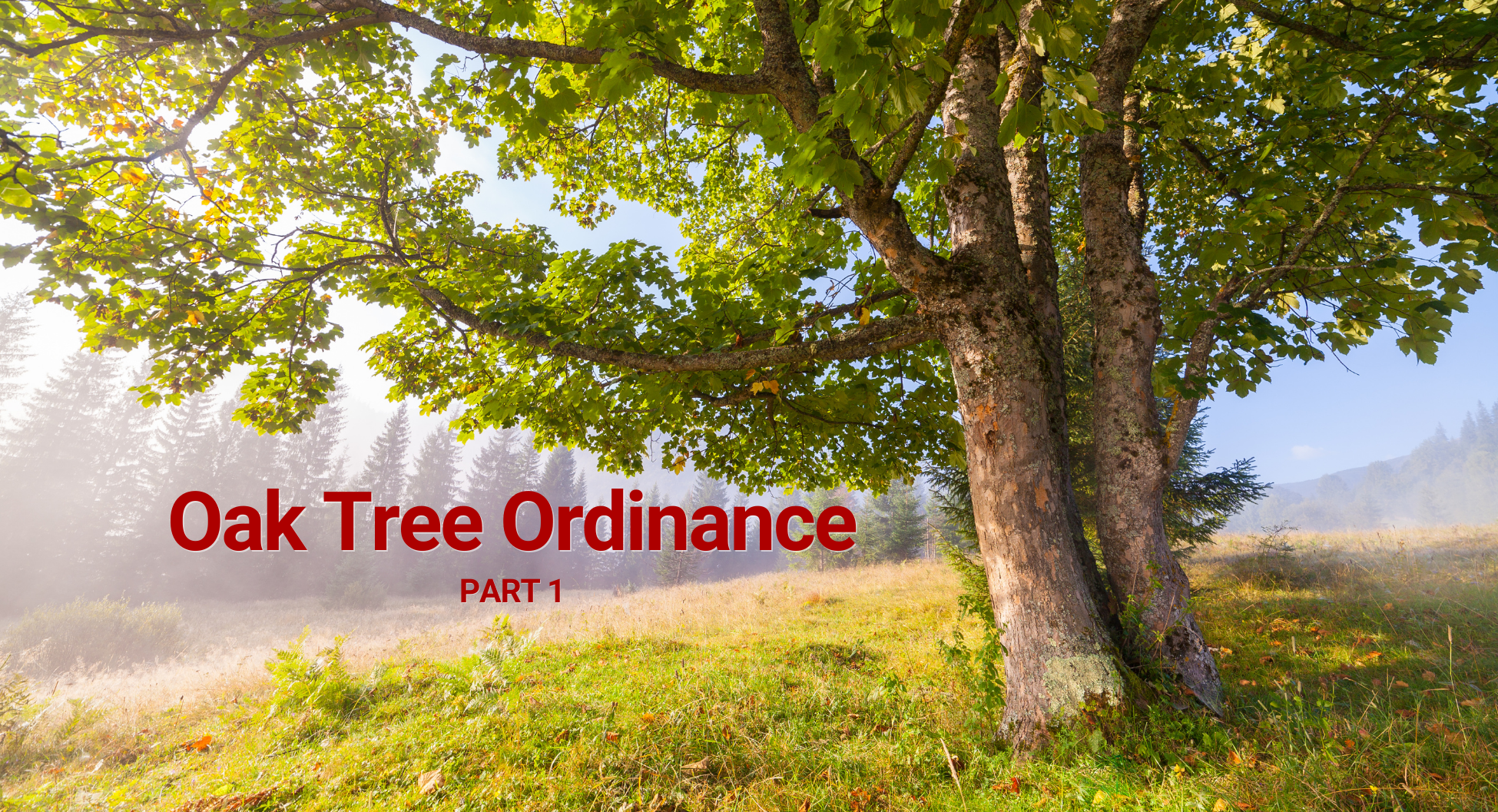 Oak Tree Part 1