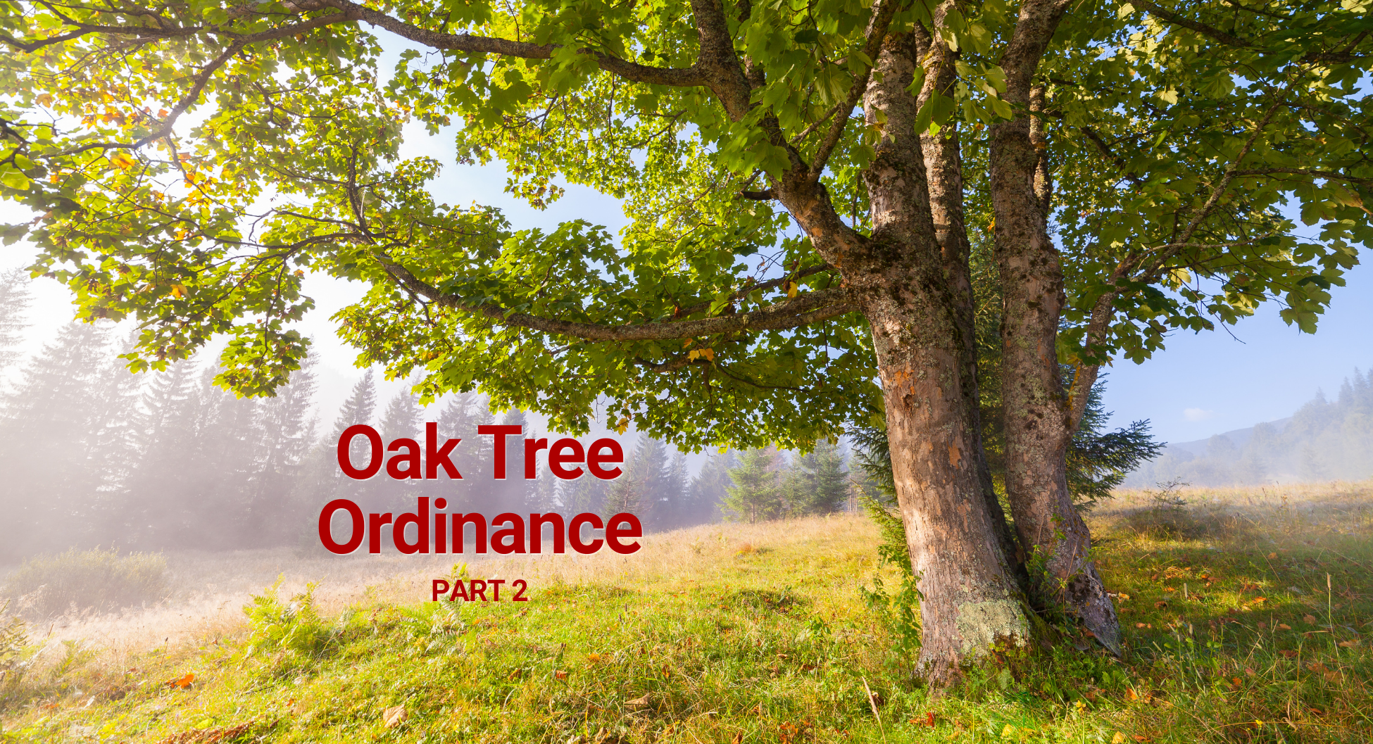 Oak Tree Part 2
