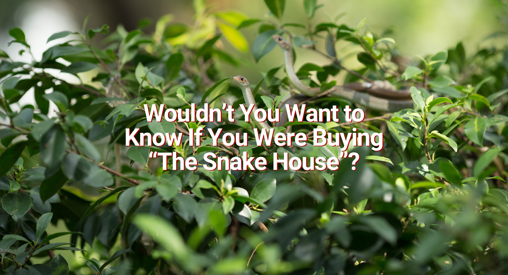 Snake House