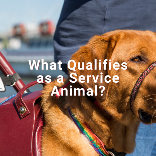 What Qualifies as a Service Animal?