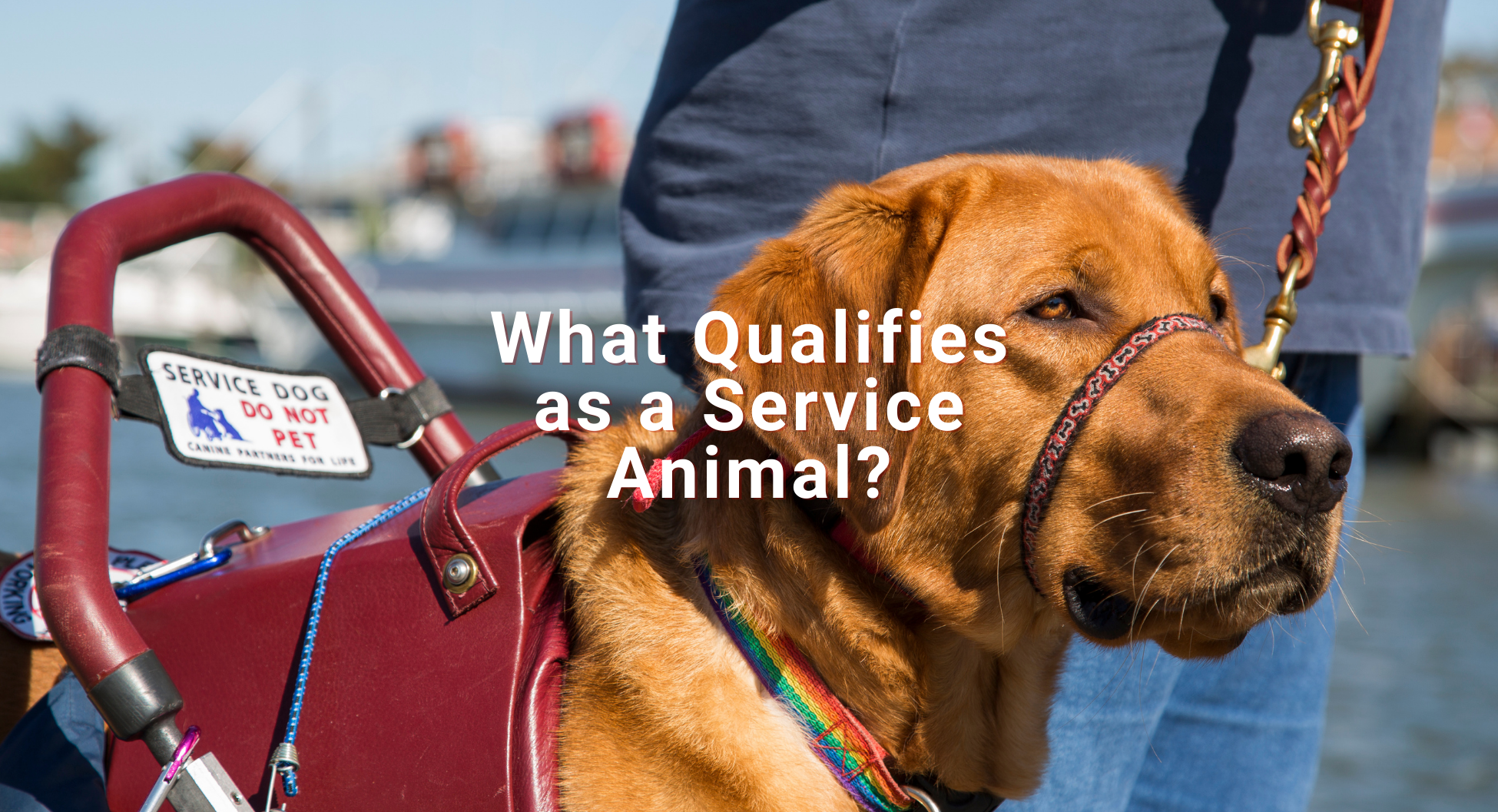 Service Animal