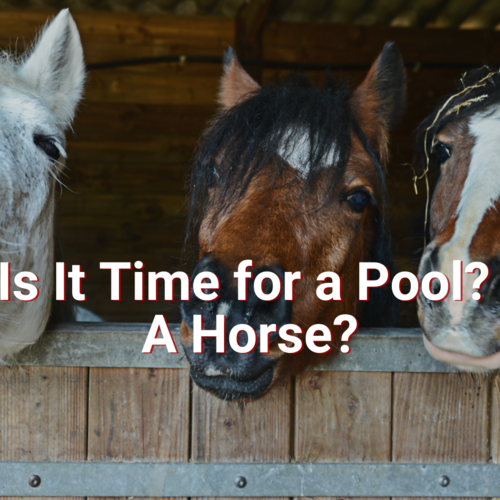 Is It Time for a Pool? A Horse?