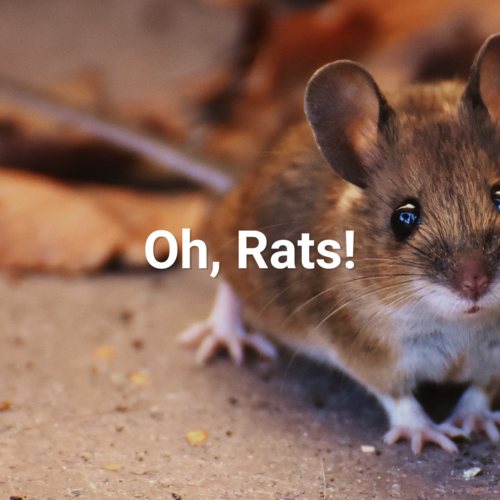 Oh, Rats!