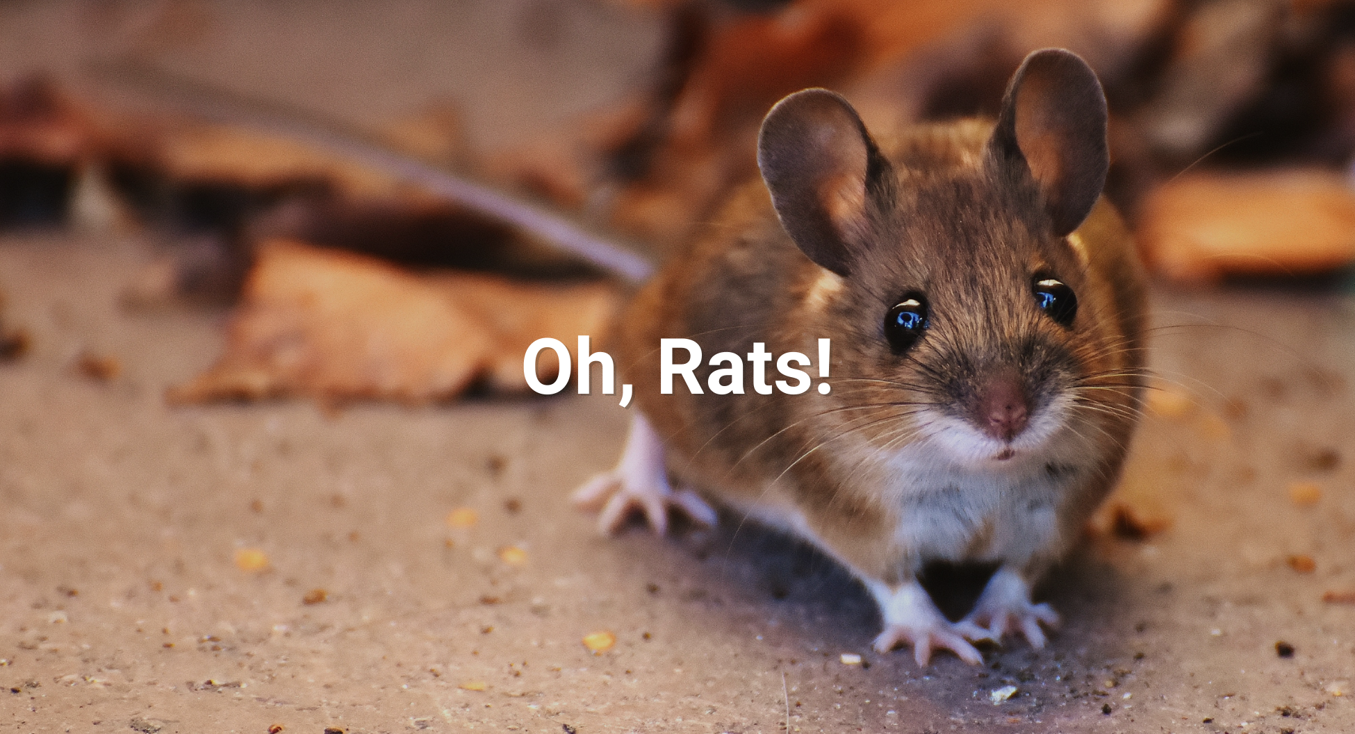 Oh, Rats!