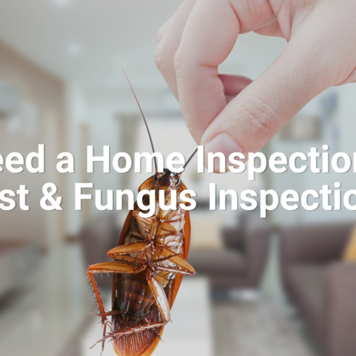 Do I Need a Home Inspection and a Pest & Fungus Inspection?
