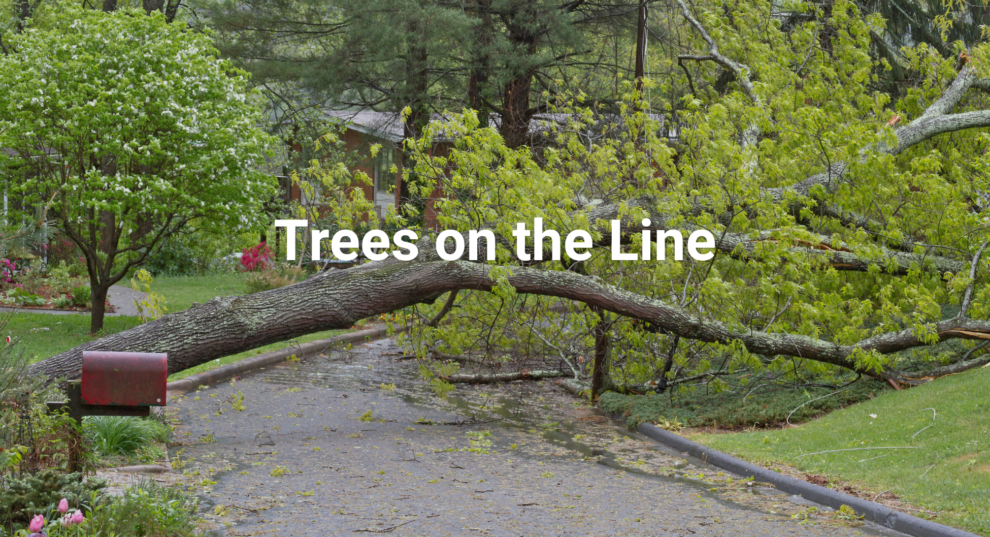 SSR - Trees on the Line