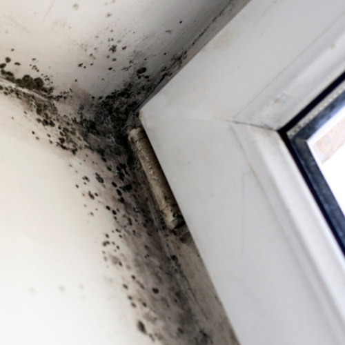 Mold is Serious Business