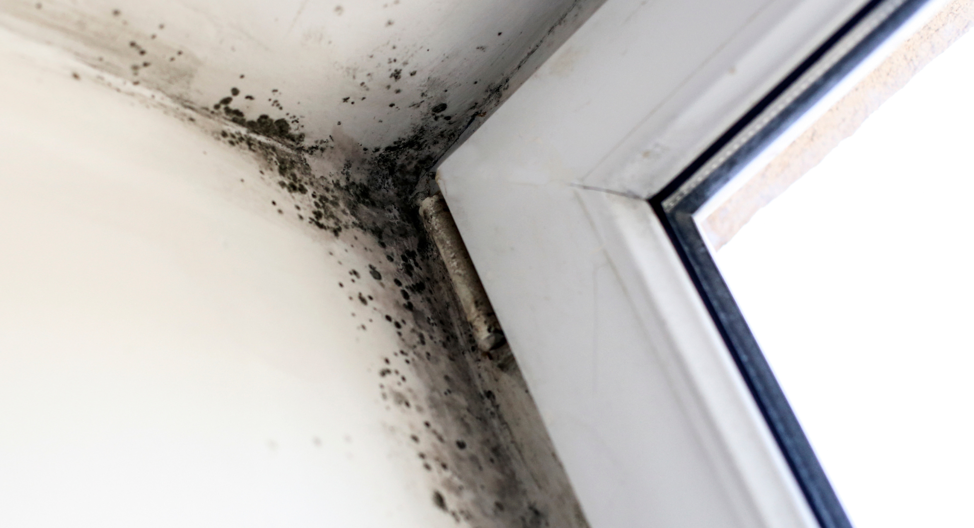 Black Mold