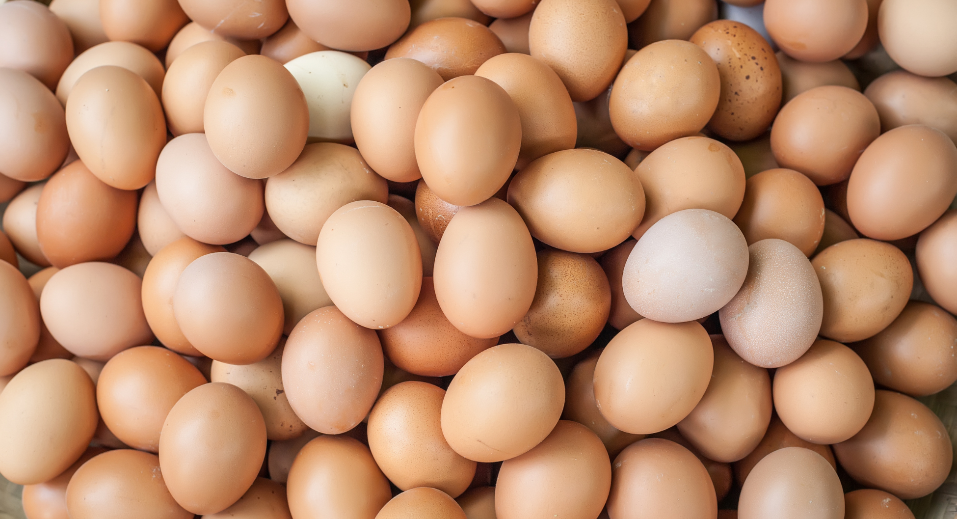 Dept of Eggs