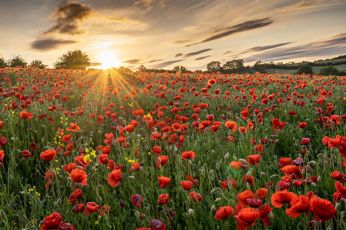 The-sun-goes-down-on-a-field-of-poppies