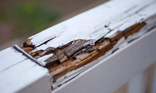 Don't Underestimate termites and their wood-destroying buddies