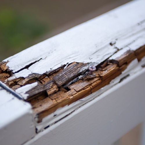 Don't Underestimate termites and their wood-destroying buddies