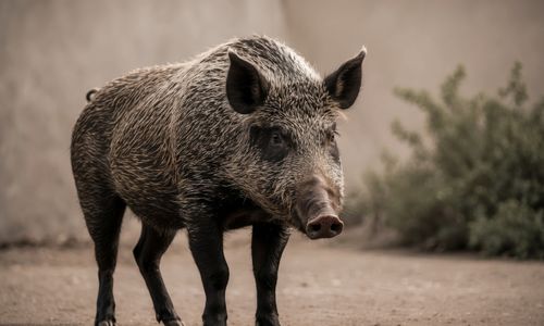 Wild Pigs