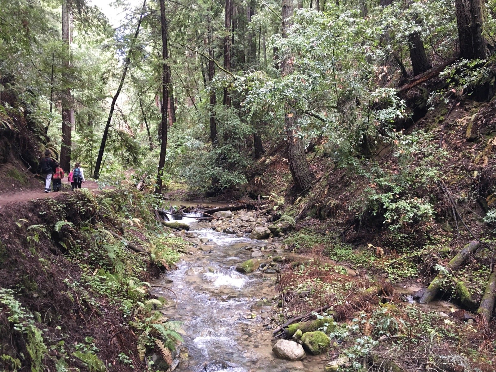 Henry Cowell Hiking Path