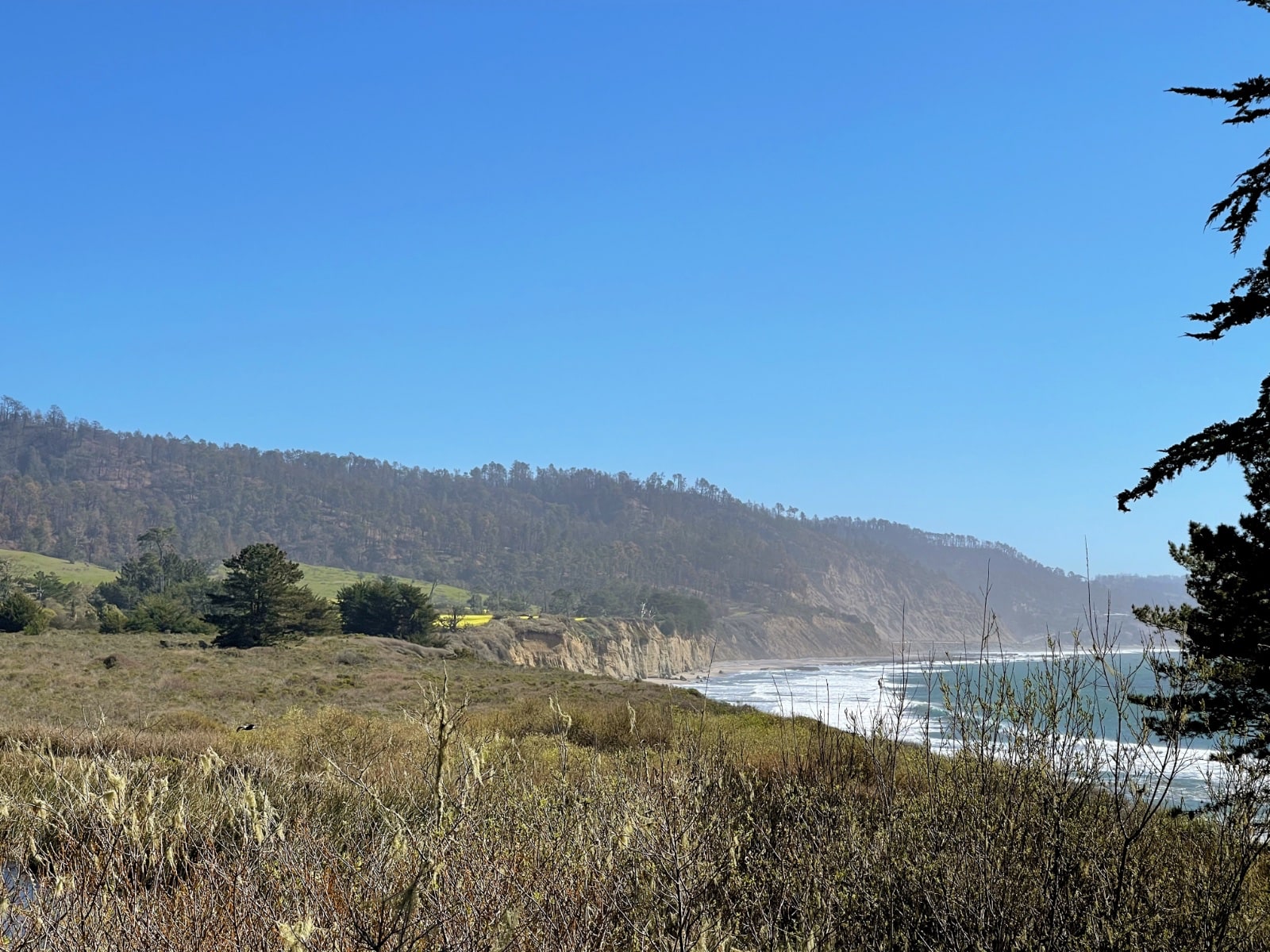 Año Nuevo State Park - Seb Frey, Silicon Valley + Bay Area REALTOR