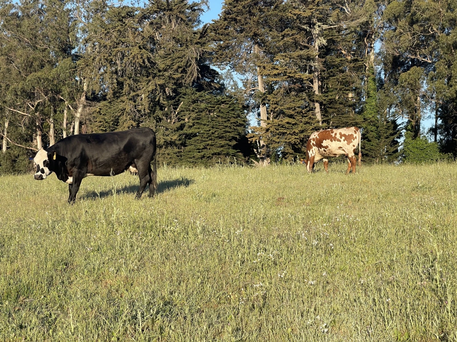 Happy Cows of Arana Gulch