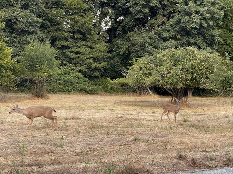 corralitos-apple-orchard-deer