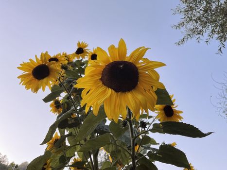 corralitos-sunflower-2