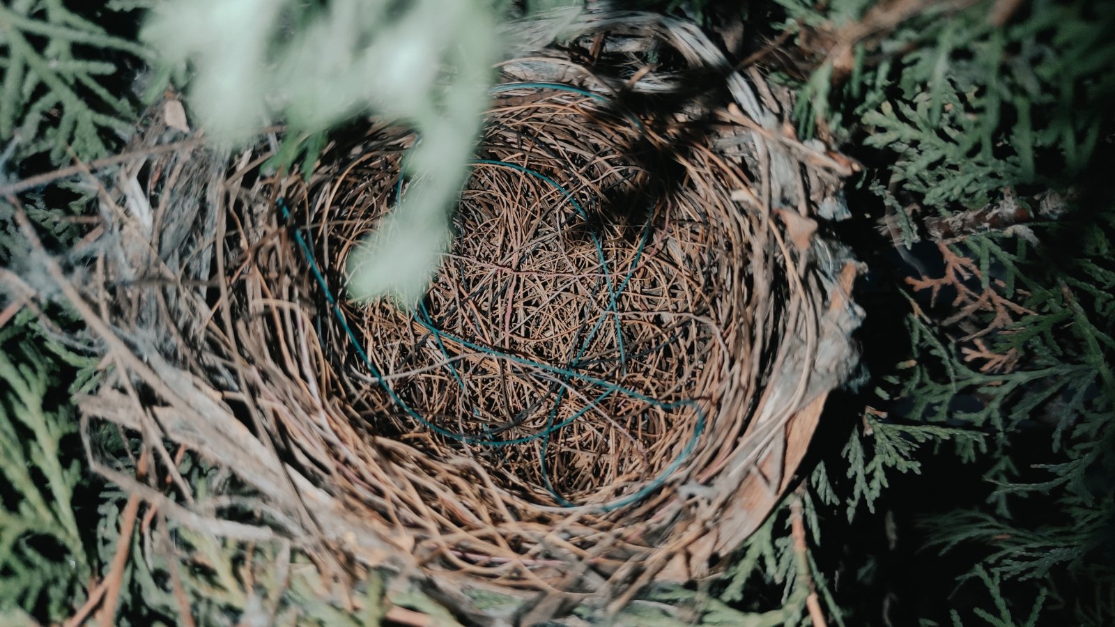 Empty Nest Bay Area