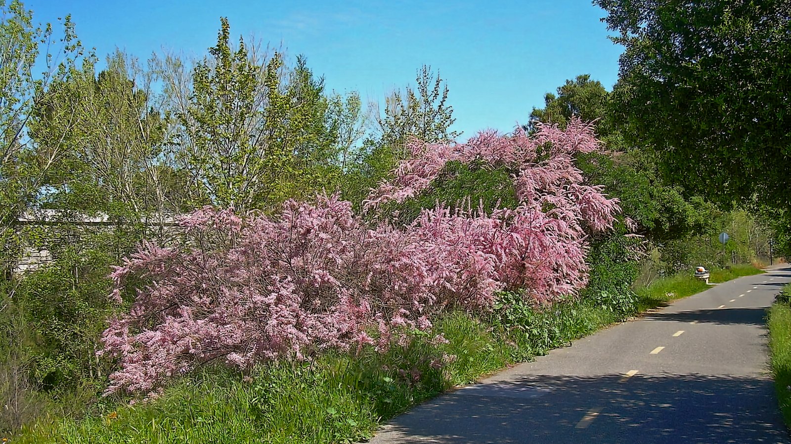 Los Gatos Creek Trail