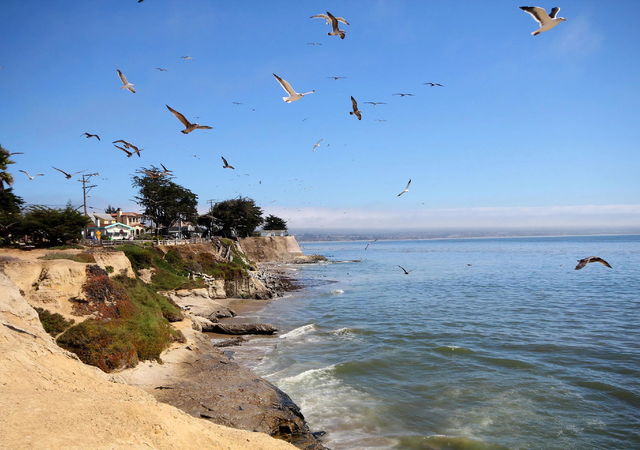 pleasure-point-cliff-seagulls