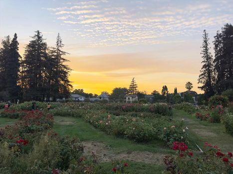 rose-garden-san-jose-1600w