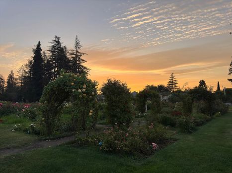 rose-garden-san-jose-flowers-1-1600w