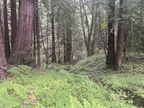 santa-cruz-gardens-chaminade-nature-trail-1600w