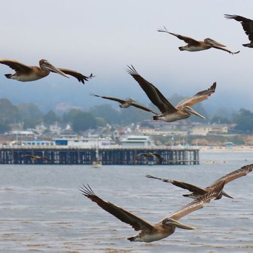 Santa Cruz Wharf