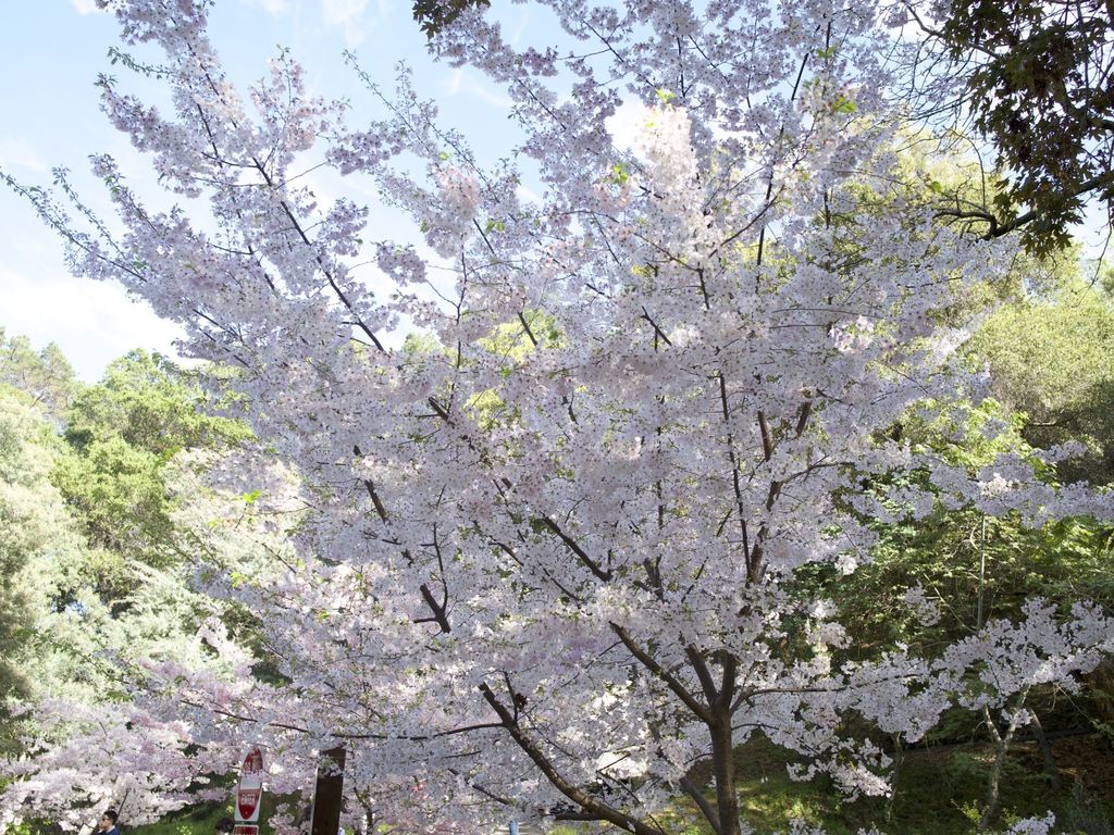 saratoga-hakone-gardens-cherry-blossom