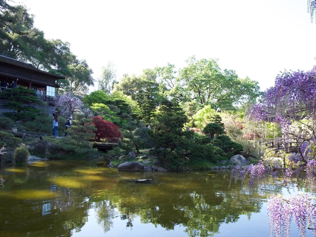 saratoga-hakone-gardens-pond