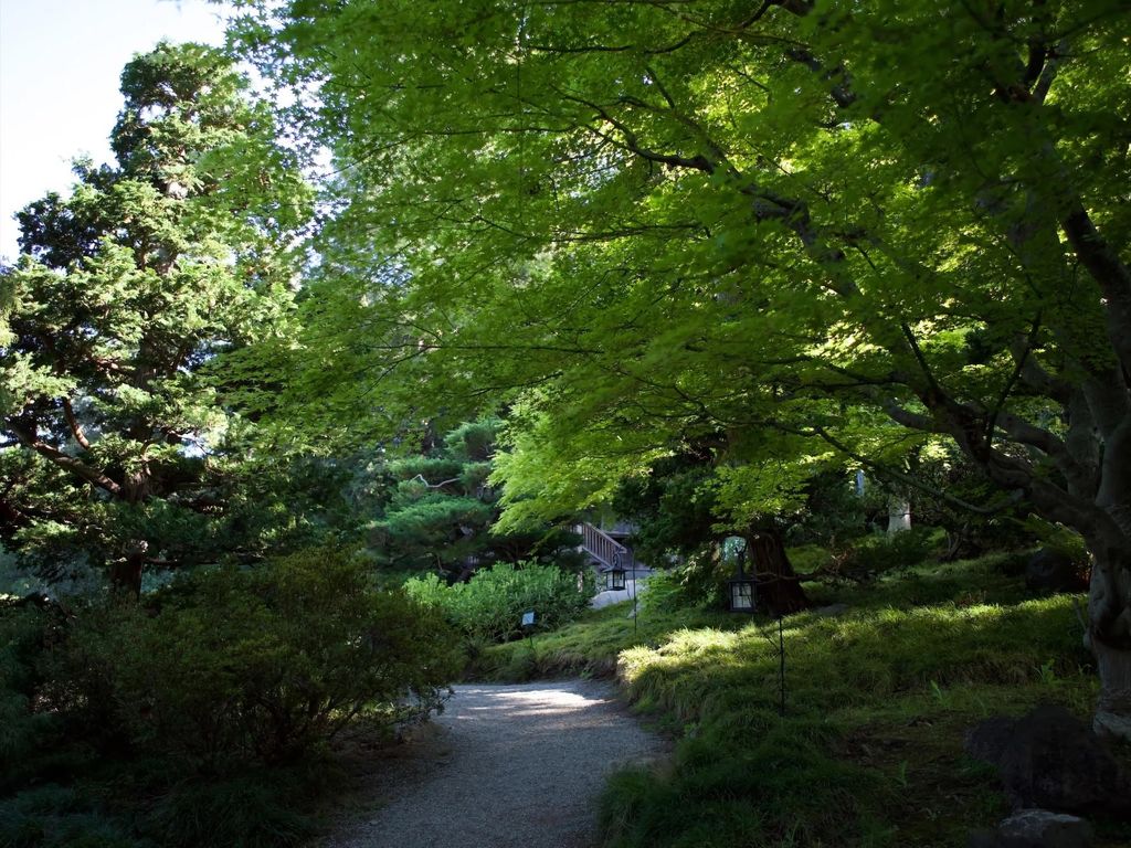 saratoga-hakone-gardens-trees