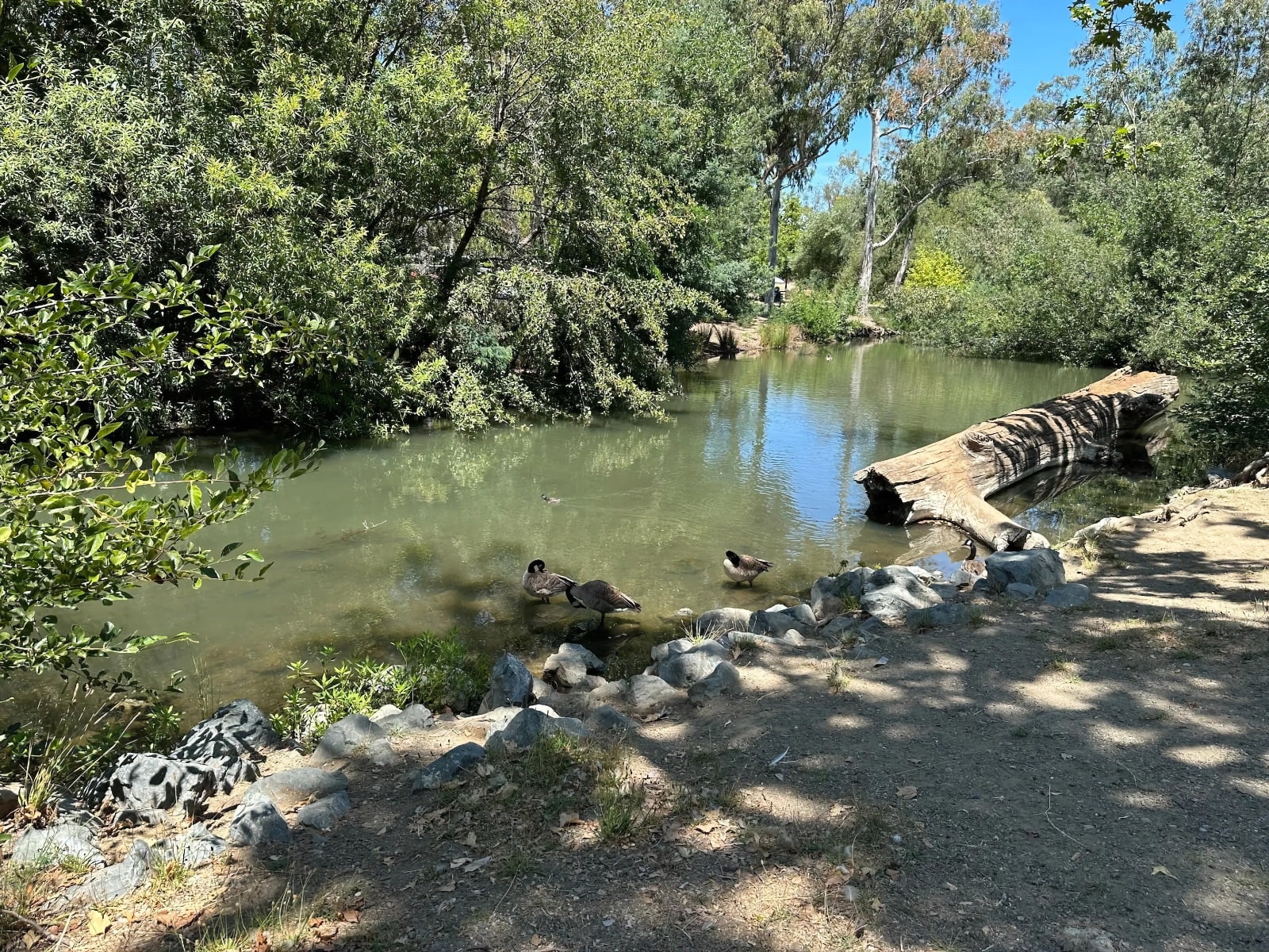 Vasona Lake Count Park Ducks