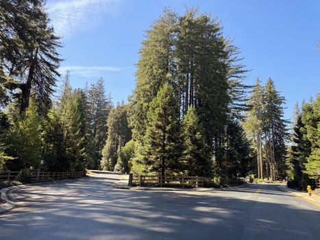 woods-cove-street-trees