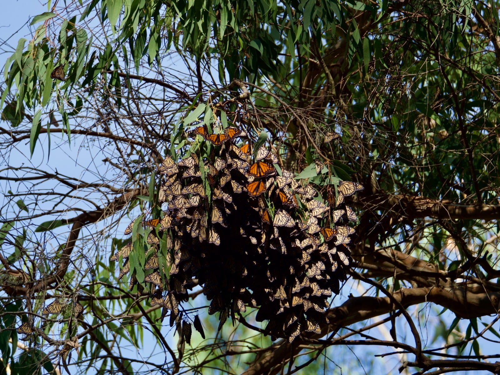 Santa Cruz Monarch Butterfly Cluster