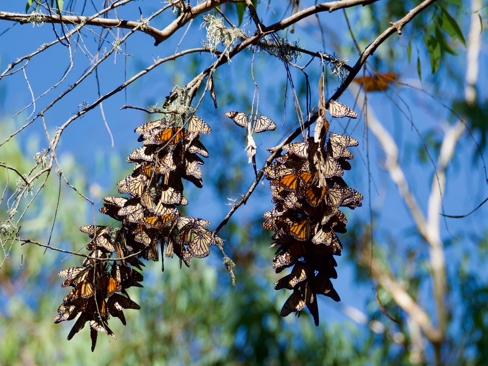 Santa Cruz Monarch Butterfly Cluster