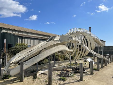 seymour-marine-center-whale