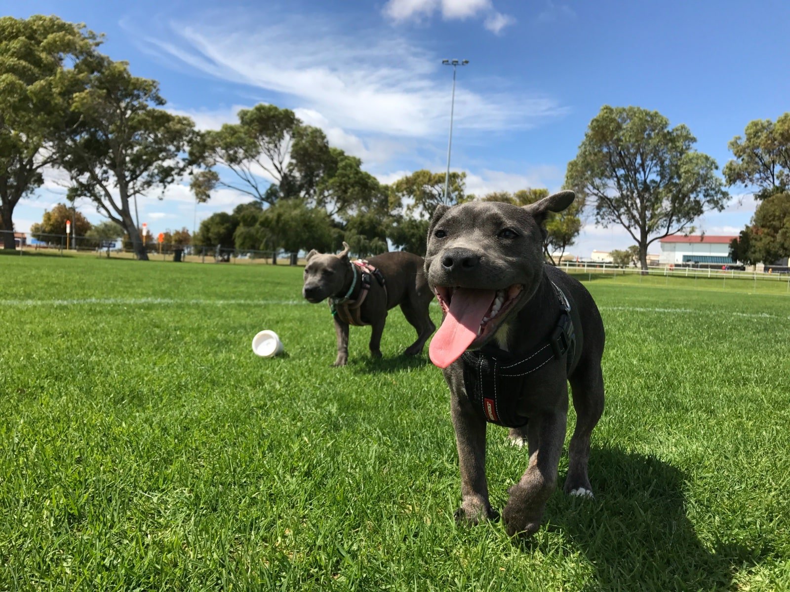 black-dogs-in-park