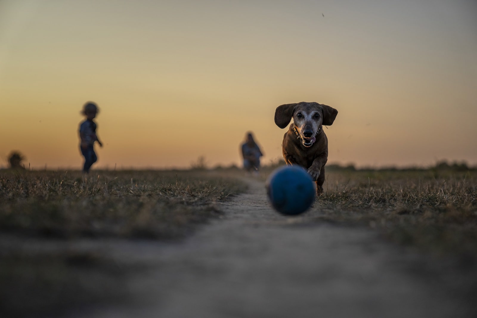 dog-running-after-ball