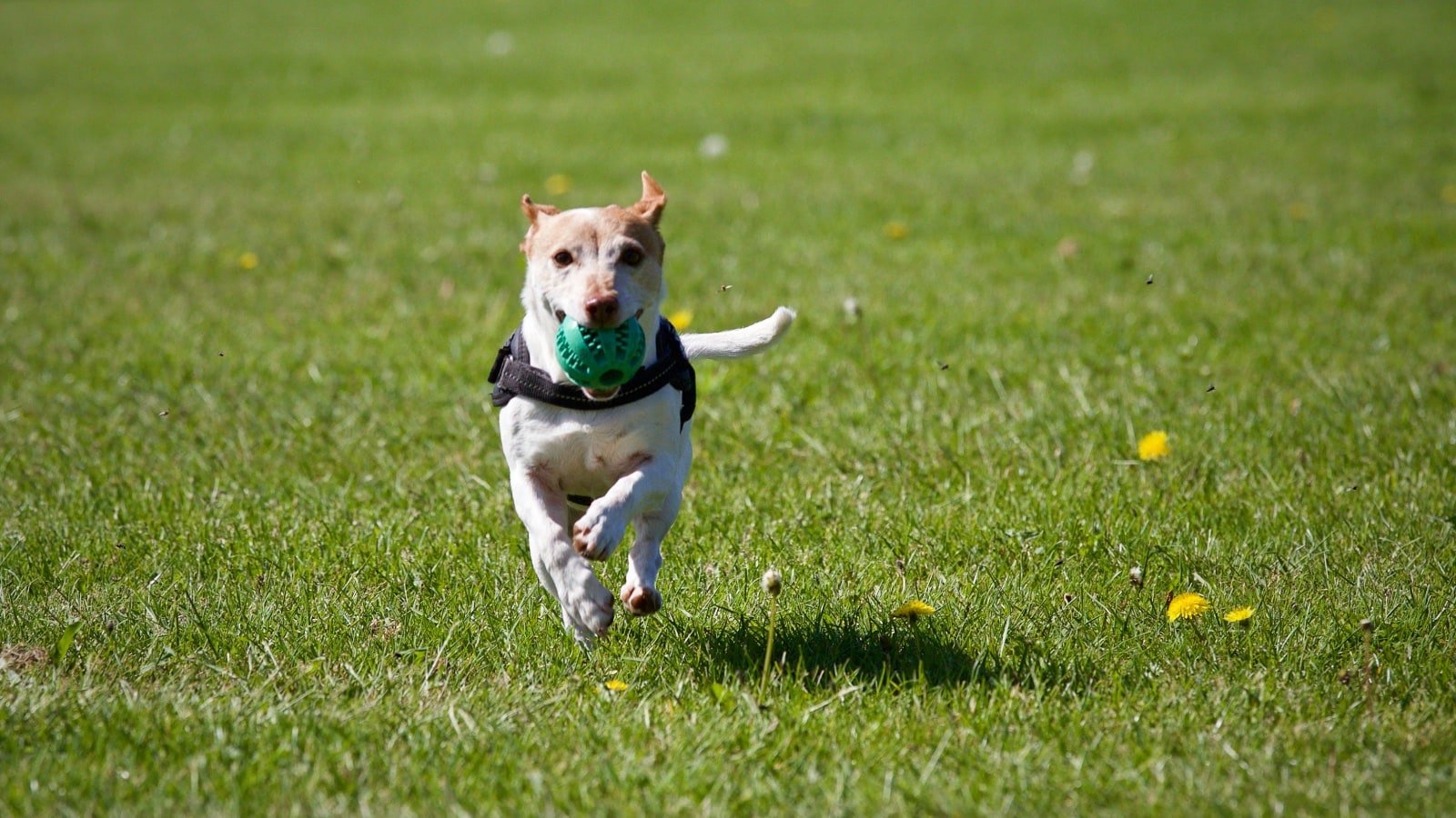 dog-running-with-ball