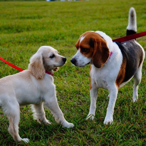 Best Dog-Friendly Parks in Santa Clara